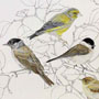 lesní ptactvo / kresba tužkou a pastelkou