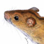 Myšice temnopásá / kresba tužkou a pastelkou