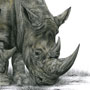 Nosorožec tuponosý / kresba tužkou a pastelkou