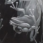 Norfolk 1683 / negativní rytina / 27 × 15,5 cm