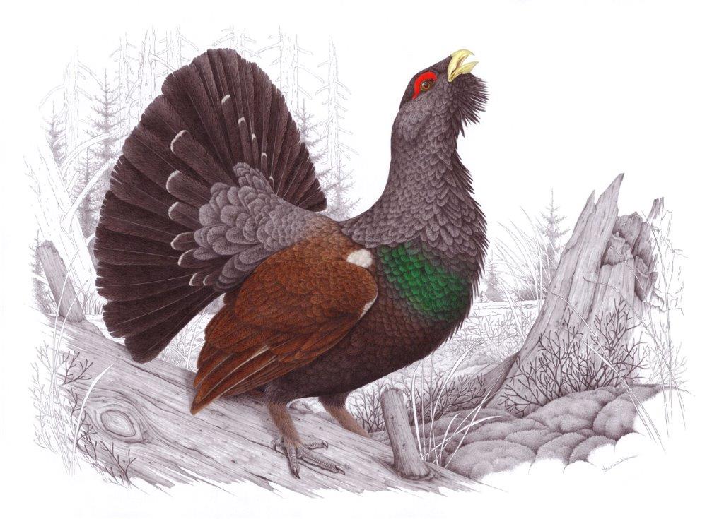 Tetřev hlušec – Kresba - tužky a pastelky