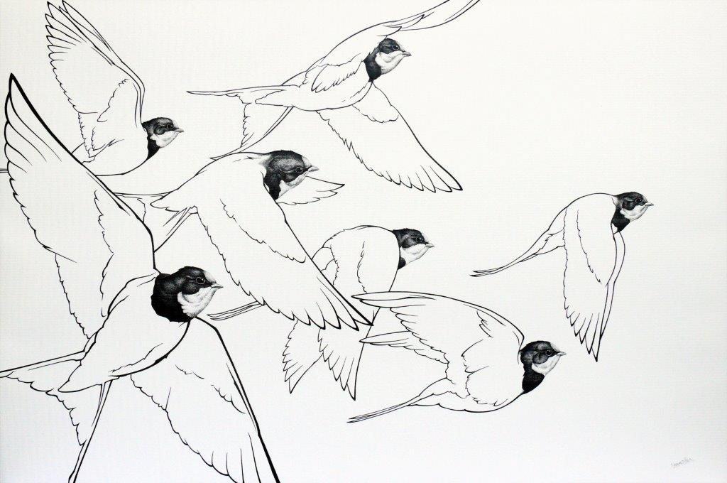 Vlaštovky – Perokresba 50 x 75 cm